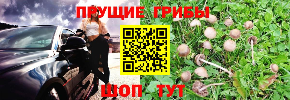 Псилоцибиновые грибы Cubensis Соль-Илецк